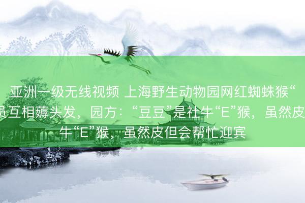 亚洲一级无线视频 上海野生动物园网红蜘蛛猴“豆豆”与饲养员互相薅头发，园方：“豆豆”是社牛“E”猴，虽然皮但会帮忙迎宾